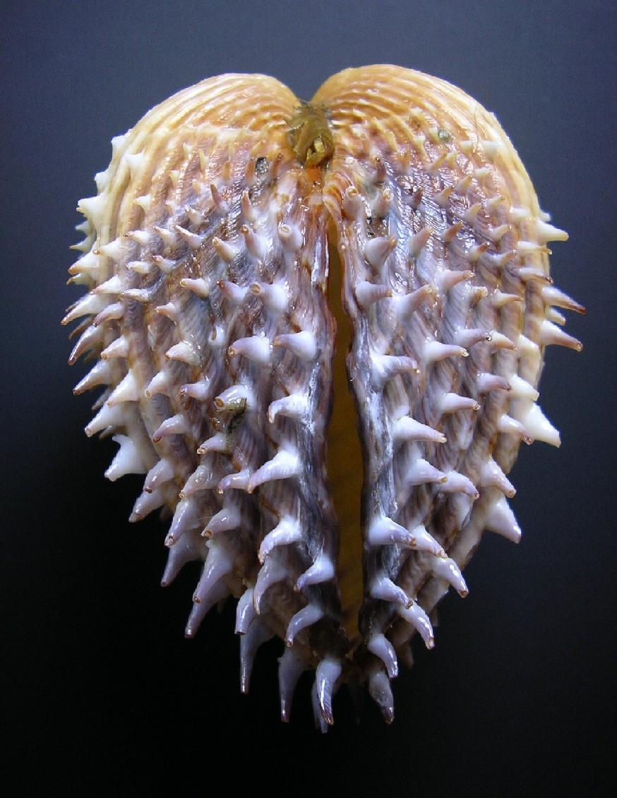 acantocardia?